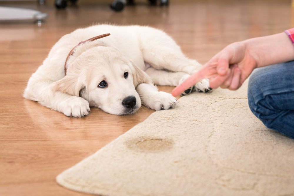 Pet stains and odor removal